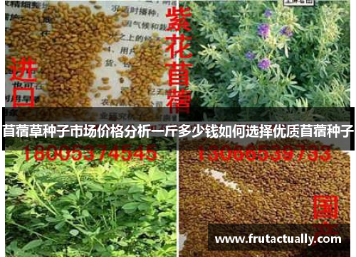 苜蓿草种子市场价格分析一斤多少钱如何选择优质苜蓿种子