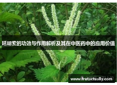 延胡索的功效与作用解析及其在中医药中的应用价值